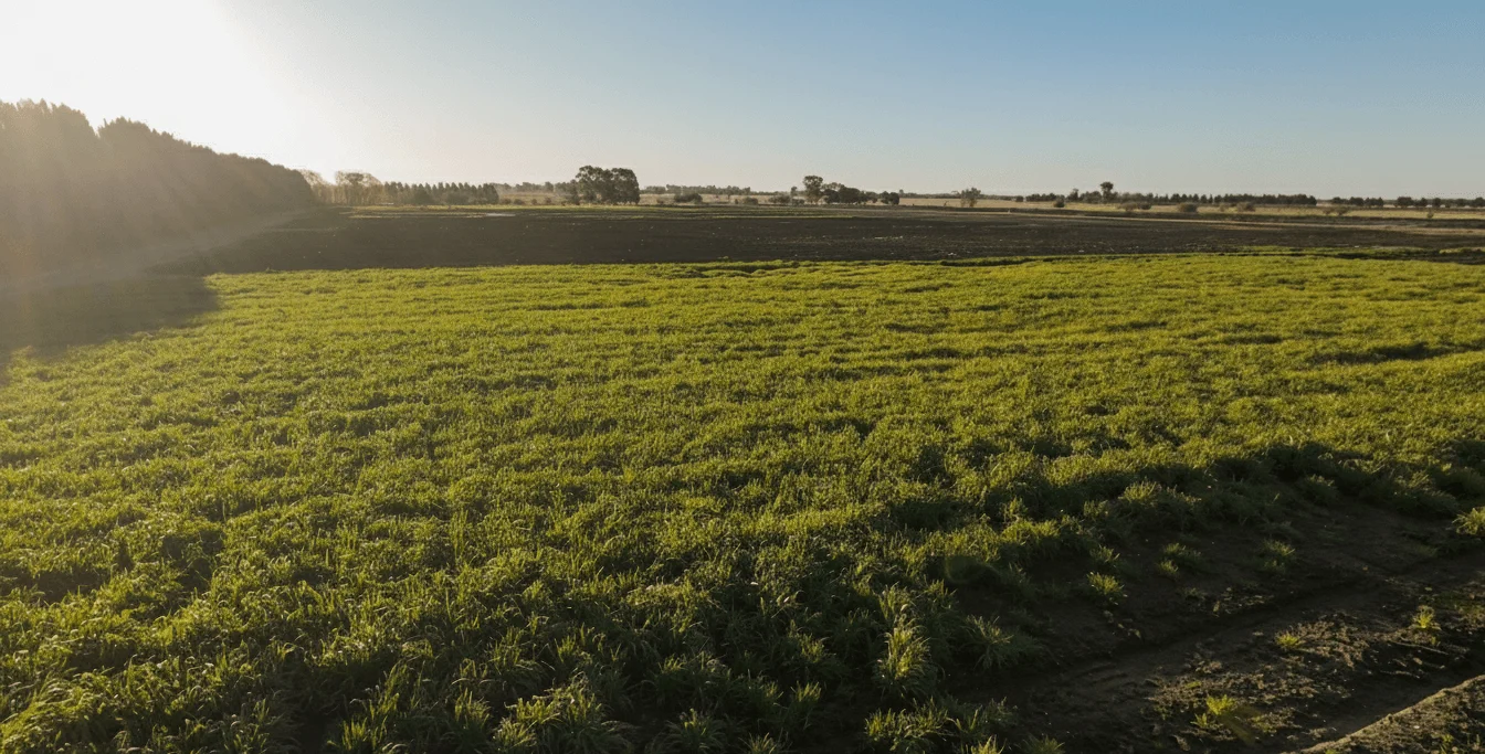 planta_drone